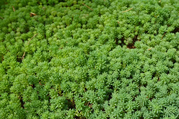 7種最好用的地被植物：豐富花境花園色彩，控制雜草