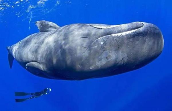 動物冷知識2:鯨魚不是魚