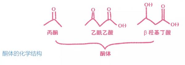 徹徹底底、明明白白搞懂“生酮飲食”