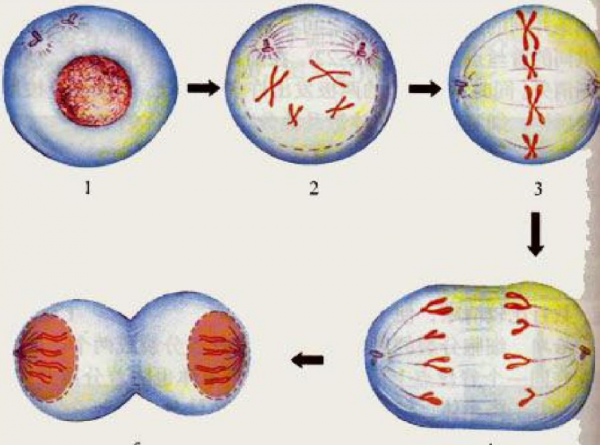 這是怎麼回事?這隻雞被砍了頭竟還活了18個月,最後的死因太離譜 這是怎麼回事?這隻雞被砍了頭竟還活了18個月,最後的死因太離譜