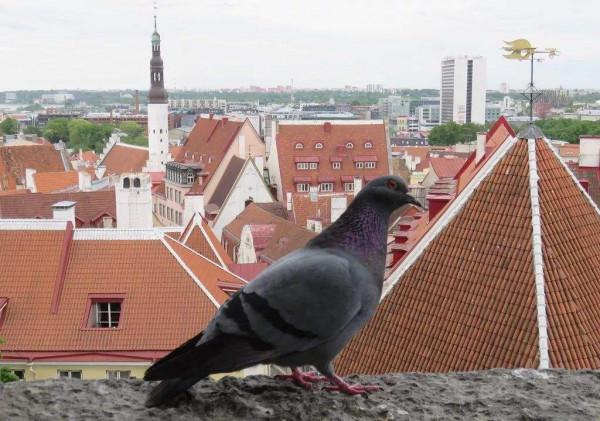 波羅的海三國，人少景美，歐洲中世紀的童話世界