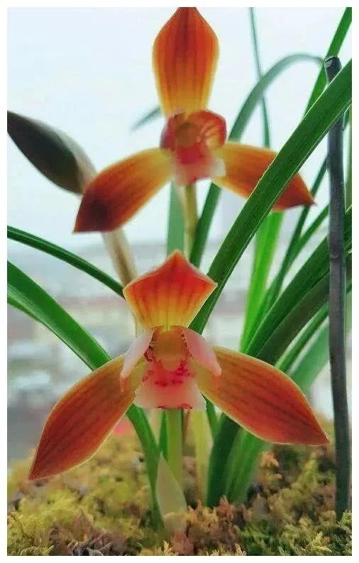 分享圖片：大紅精品蘭花66款