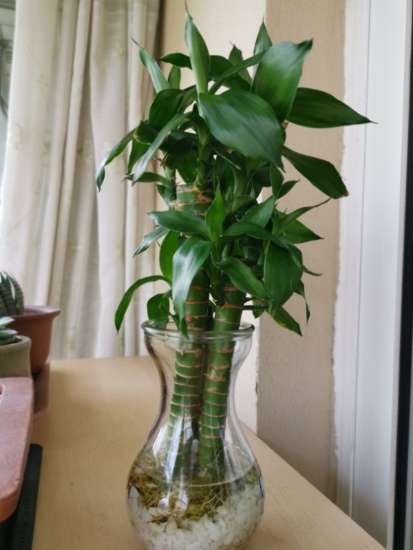 4種竹子特吉祥，有富貴招財好寓意，日子越來越紅火