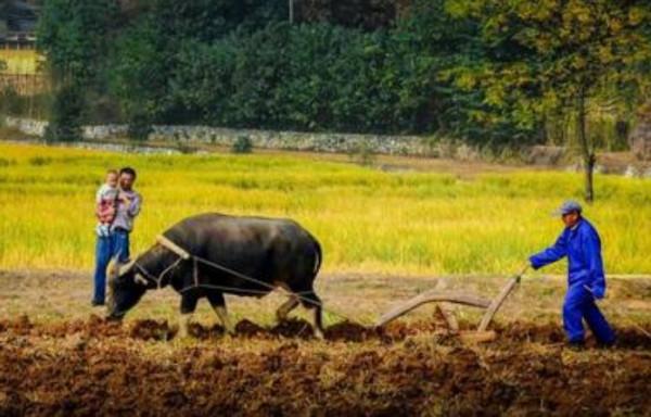 「散文」“牛事兒”散記
