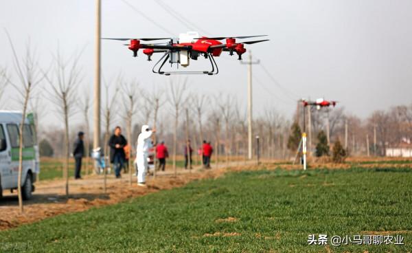 小麥選底肥，二銨產量高不高，那要看怎麼用