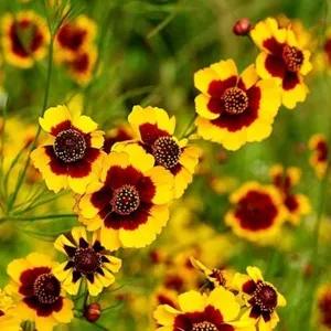 十二生肖對應的幸運花