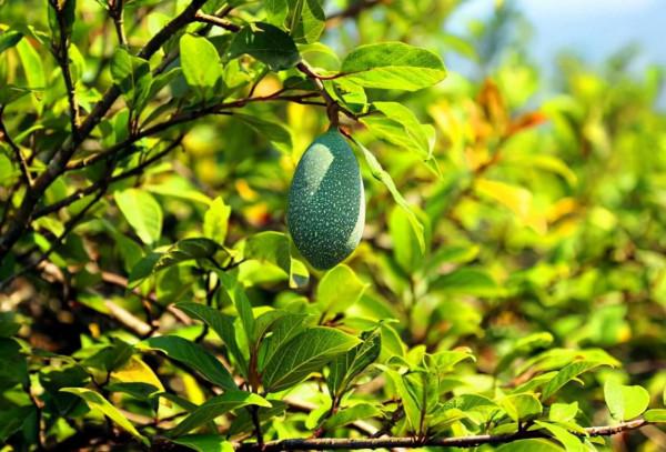 用手“搓出來”的甜品,全世界只有中國才有,名字還很溫柔 用手“搓出來”的甜品,全世界只有中國才有,名字還很溫柔