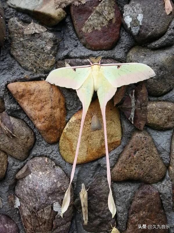 世界上最美麗的蝴蝶