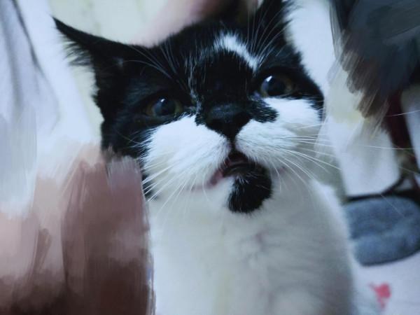 貓咪太皮怎麼辦？有什麼辦法讓它安靜下來？