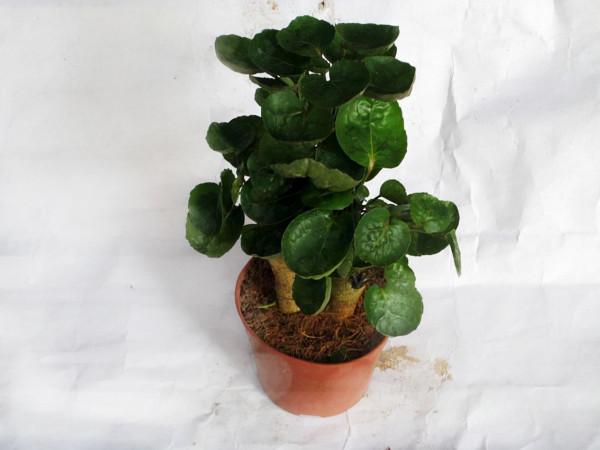 室內養花有講究，不同的花卉要擺放在不同的區域，擺錯了很難養好