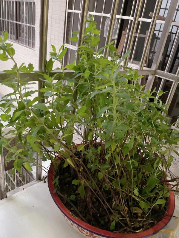 有人認識這個植物嗎 有人認識這個植物嗎