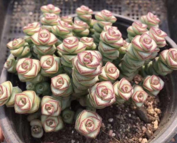 這4款“招財”多肉，家裡再窮都得養，好養活又漂亮