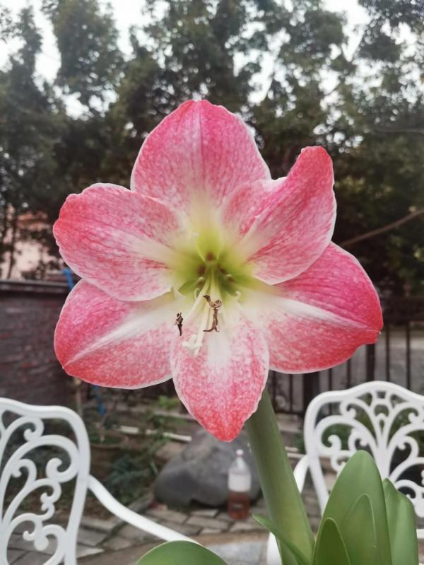 祝大家新年好運連連，鴻運當頭