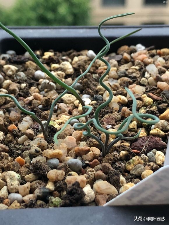 蒜瓣大的多肉,1棵就要60,你不瞭解的彈簧草,也是多肉的一種 蒜瓣大的多肉,1棵就要60,你不瞭解的彈簧草,也是多肉的一種