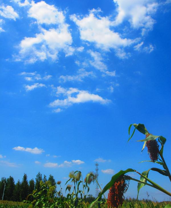 「新詩採擷」蘇然 | 這秋日多麼美好（組詩）