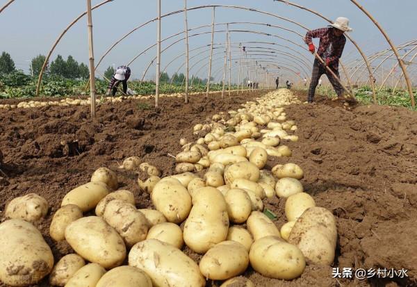 老農教你5個“小妙招”，馬鈴薯結得多、個頭大，效果不錯