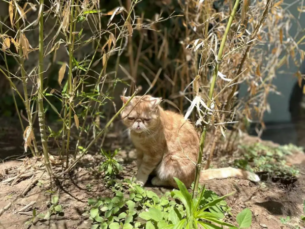古有“竹林七賢”今有“觀復七閒” 古有“竹林七賢”今有“觀復七閒”
