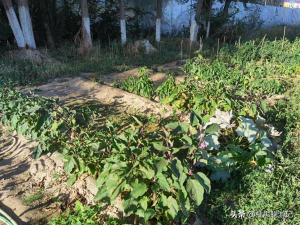 漢EV自駕新疆，大膽嘗試G7京新高速公路，服務區都沒有充電樁