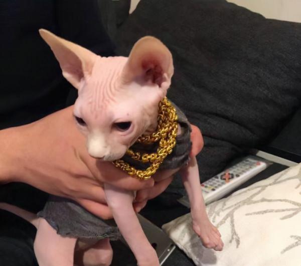 這幾種貓“太貴”了，沒錢根本養不起，能養的都不是普通人