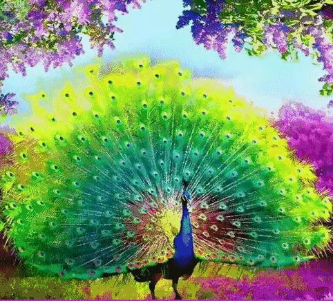 分享圖片，美麗高貴的吉祥鳥、五彩斑斕的孔雀64款