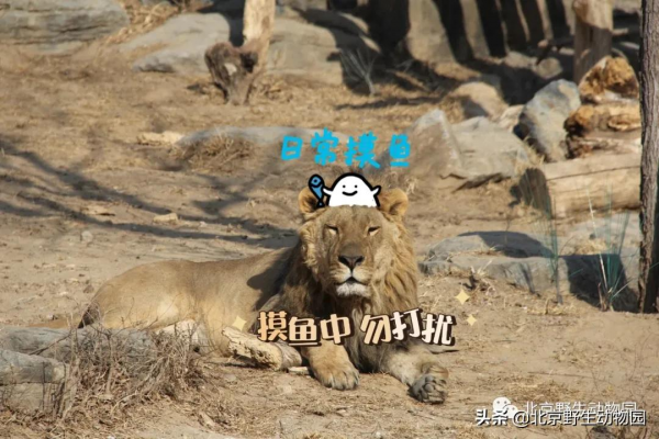 歡樂動物園｜萌化人心的表情包來啦