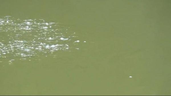 野釣為什麼難守到大魚?這些“硬傷”解決不了,大師也搖頭 野釣為什麼難守到大魚?這些“硬傷”解決不了,大師也搖頭