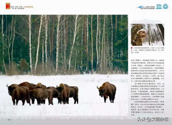 歐洲唯一現存的原始森林:白俄羅斯 • 比亞沃維耶扎原始森林——走進“一帶一路”國家的世界遺產和多元文化 歐洲唯一現存的原始森林:白俄羅斯 • 比亞沃維耶扎原始森林——走進“一帶一路”國家的世界遺產和多元文化