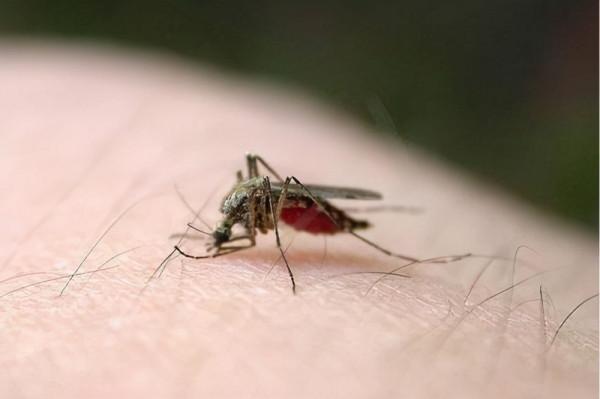 “藿香正氣水”除了祛暑，或還有另外3種功能，不妨瞭解下