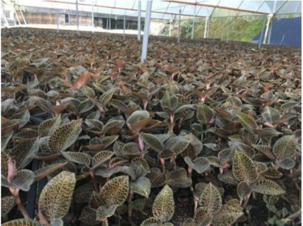 村民後山居然藏有珍稀藥材，藥王之稱的金線蓮，種植能月入萬元？