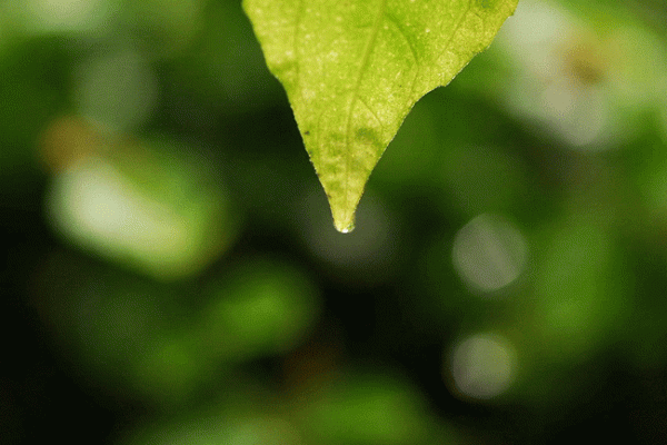 《太平廣記》故事:仙侶奇譚 《太平廣記》故事:仙侶奇譚