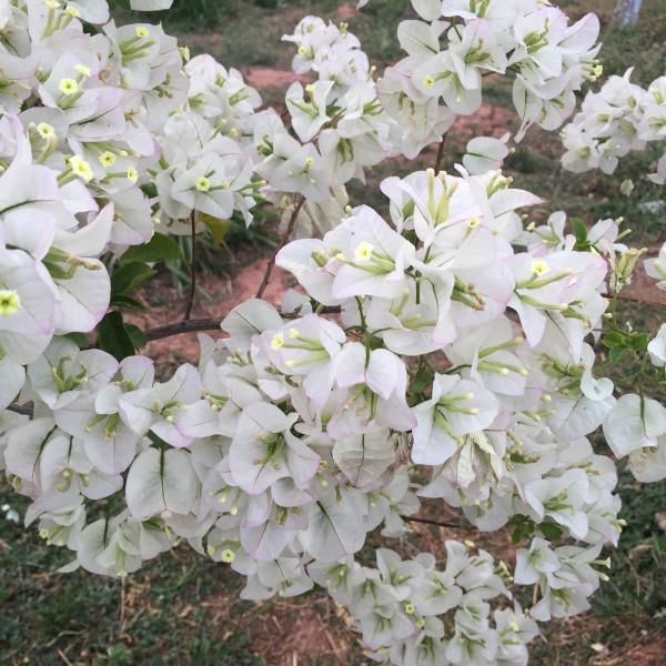 品種大全丨奼紫嫣紅的三角梅,驚豔你的可不是它的花…附品種介紹 品種大全丨奼紫嫣紅的三角梅,驚豔你的可不是它的花…附品種介紹