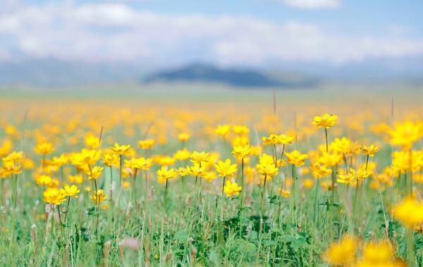 超出你想象的空中草原