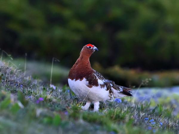 看這些野生動物的冬日“換裝”秀