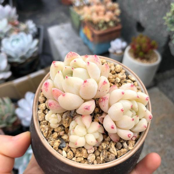 「奇聞異錄」美物使人愉悅：來自多肉的“自拍”