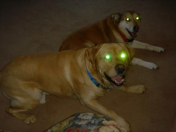 家裡的狗為何總是對著空氣狂吠?它們真的能看到人看不到的東西? 家裡的狗為何總是對著空氣狂吠?它們真的能看到人看不到的東西?