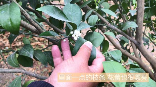 柑橘案例實拍：從來花情況看沃柑不同修剪效果的差別