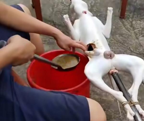 廣西小夥到越南賣烤肉，50斤賺1750元有暴利，夢想是娶越南媳婦