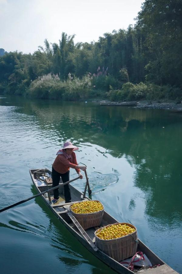 557億斤！中國&OpenCurlyDoubleQuote;水果王國&rdquo;，為什麼是廣西？