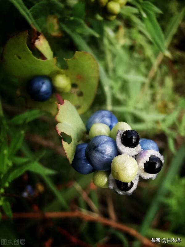 帶你一起回味62種南方野果子,它們是物質匱乏年代小朋友的零食 帶你一起回味62種南方野果子,它們是物質匱乏年代小朋友的零食
