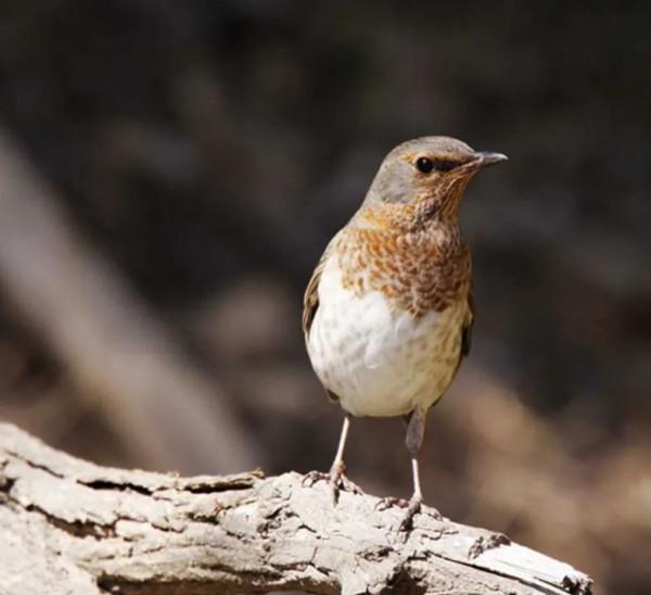 細說兩種紅色的鶇 細說兩種紅色的鶇