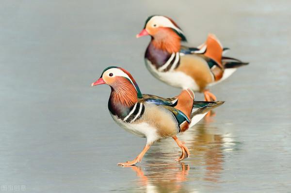 大自然之美——鴛鴦鳥