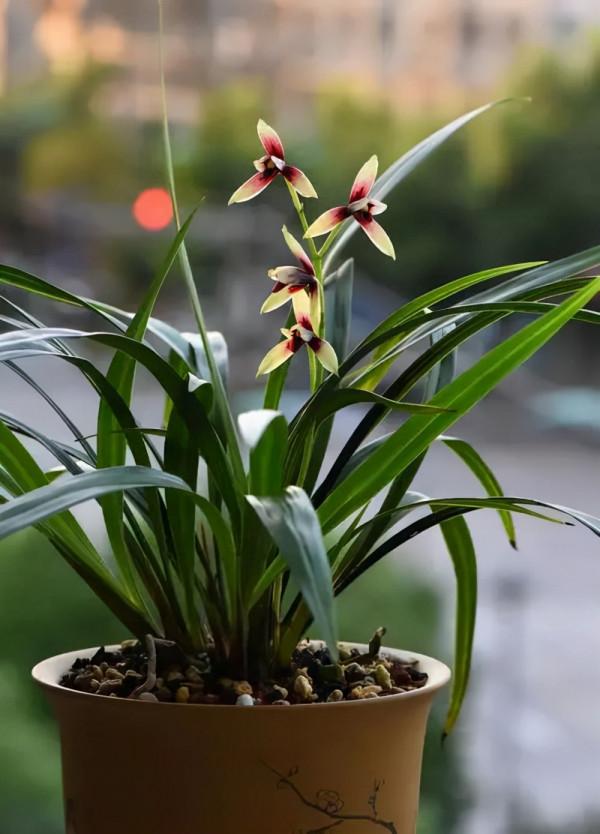 蘭花移栽的正確方法,避免操作過程中那些易犯錯的小細節 蘭花移栽的正確方法,避免操作過程中那些易犯錯的小細節