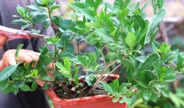 5種花很怕凍，不能露天養，不然難過冬