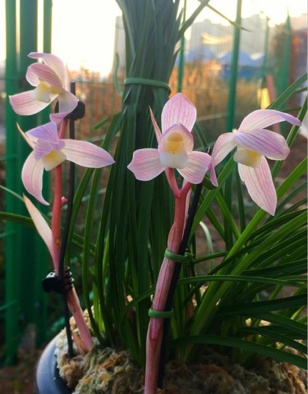 2000年，靳某偶得一叢蓮瓣蘭彩素，有蘭家出重金入股