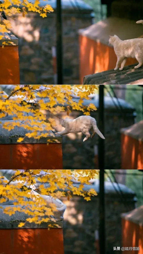 如果沒有疫情，此刻我勸你一定要去一趟北京...