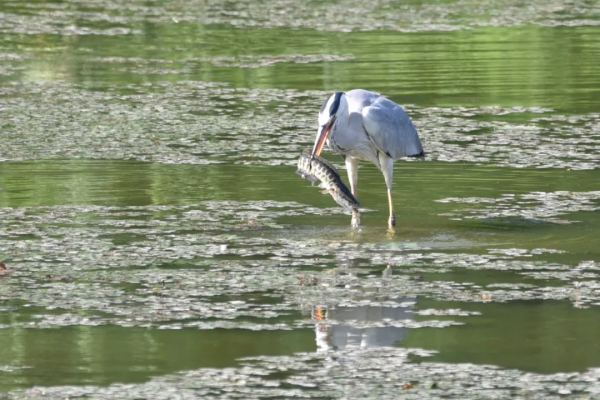 拍鳥記（一二四）苦惡鳥