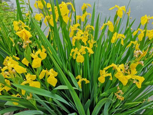 鳶尾花的常見品種與栽培繁殖 鳶尾花的常見品種與栽培繁殖