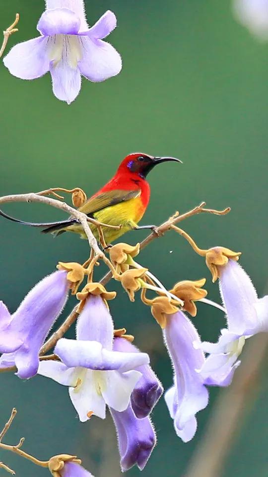 分享圖片,色彩斑斕,美麗無比的太陽鳥 分享圖片,色彩斑斕,美麗無比的太陽鳥