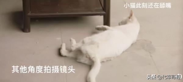 《當家主母》小白貓慘死,劇組發聲明回應,網友為何卻不認同? 《當家主母》小白貓慘死,劇組發聲明回應,網友為何卻不認同?