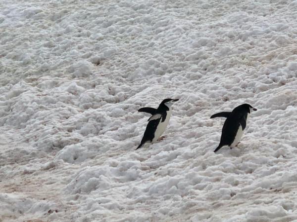 我們去南極結婚了 我們去南極結婚了